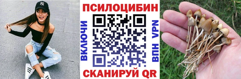 Псилоцибиновые грибы Psilocybe купить наркоту Олонец